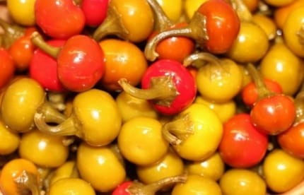 papryka czereśniowa pikantna marynowana