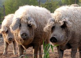 mangalica